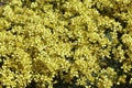 Draba bruniifolia. Garden plants for alpine landscaping. Royalty Free Stock Photo