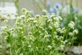 Draba Nivalis flowers in Saint Gallen in Switzerland