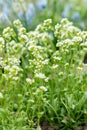 Draba Nivalis flowers in Saint Gallen in Switzerland