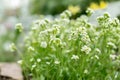 Draba Nivalis flowers in Saint Gallen in Switzerland