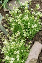 Draba Nivalis flowers in Saint Gallen in Switzerland