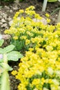 Draba Parnassica flowers in Saint Gallen in Switzerland