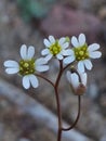 Draba verna Royalty Free Stock Photo