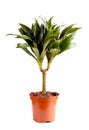 Dracaena