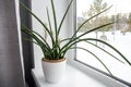 Dracaena angolensis, Sansevieria cylindrica also known as the cylindrical snake plant, African spear in full bloom. Royalty Free Stock Photo