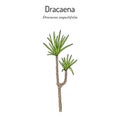 Dracaena angustifolia or marginata, ornamental house plant