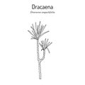 Dracaena angustifolia or marginata, ornamental house plant