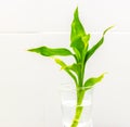 Dracaena braunii plants in flower glass