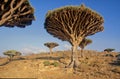 Dracaena cinnabari Royalty Free Stock Photo