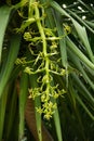 Dracaena cochinchinensis flower on the tree.