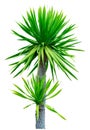 Dracaena cochinchinensis isolated on white background. Tree with green leaves. Ornamental plants for garden decoration. Shrub