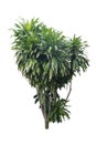 Dracaena cochinchinensis Thai Dragon Tree