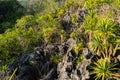 Dracaena cochinchinensis tree plant in nature.