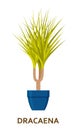 Dracaena. Decorative houseplant in pot. Florist indoor tree or interior flowerpot. Vector illustration