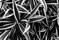 monochromatic plant swirl Royalty Free Stock Photo