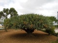 Dracaena draco, the Canary Islands dragon tree or drago, is a subtropical tree in the genus Dracaena. Floriana, Malta