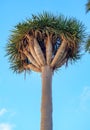 Dracaena draco, the Canary Islands dragon tree