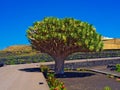 Dracaena draco, the Canary Islands dragon tree, is a subtropical tree-like plant in the genus Dracaena, native to the Canary