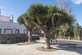 Dracaena draco Drago or Dragon Tree in Gran Canaria