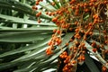 Dracaena draco, part of a tree with orange small berries,