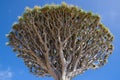 Dracaena Draco treetop