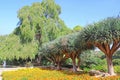 Dracaena dracos, the Canary Islands dragon trees or dragos in the park Ramat Hanadiv