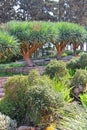 Dracaena dracos, the Canary Islands dragon trees or dragos in the park Ramat Hanadiv