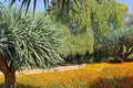 Dracaena dracos, the Canary Islands dragon trees or dragos in the park Ramat Hanadiv