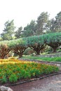 Dracaena dracos, the Canary Islands dragon trees or dragos in the park Ramat Hanadiv