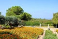 Dracaena dracos, the Canary Islands dragon trees or dragos in the park Ramat Hanadiv, Israel