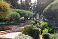 Dracaena dracos, the Canary Islands dragon trees or dragos in the park Ramat Hanadiv, Israel