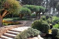 Dracaena dracos, the Canary Islands dragon trees or dragos in the park Ramat Hanadiv, Israel