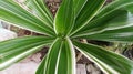 Dracaena fragans leaf in the garden from Banyuwangi East Java Indonesia Royalty Free Stock Photo