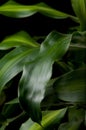 Dracaena fragrans Royalty Free Stock Photo