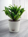 Dracaena fragrans Compacta