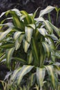 Dracaena fragrans (cornstalk dracaena, striped dracaena, compact dracaena, corn plant) Royalty Free Stock Photo