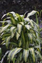 Dracaena fragrans (cornstalk dracaena, striped dracaena, compact dracaena, corn plant) Royalty Free Stock Photo