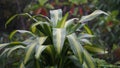 Dracaena fragrans (cornstalk dracaena, striped dracaena, compact dracaena, corn plant) Royalty Free Stock Photo