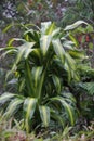 Dracaena fragrans (cornstalk dracaena, striped dracaena, compact dracaena, corn plant) Royalty Free Stock Photo