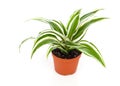 Dracaena fragrans (cornstalk dracaena) Royalty Free Stock Photo