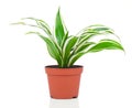 Dracaena fragrans (cornstalk dracaena) Royalty Free Stock Photo