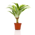 Dracaena fragrans (cornstalk dracaena)