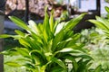 Dracaena fragrans or cornstalk dracaena in garden, Close up. Royalty Free Stock Photo