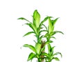 Dracaena fragrans cornstalk dracaena isolated on a white background Royalty Free Stock Photo