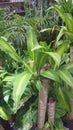 Dracaena fragrans Massangeana, corn plant Royalty Free Stock Photo