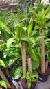 Dracaena fragrans Massangeana, corn plant Royalty Free Stock Photo