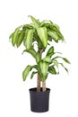 Dracaena fragrans plant Royalty Free Stock Photo