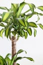 Dracaena fragrans plant with green leaf on white background Royalty Free Stock Photo