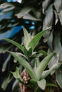 Dracaena is a genus of about 120 species of trees Royalty Free Stock Photo