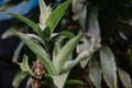 Dracaena is a genus of about 120 species of trees Royalty Free Stock Photo